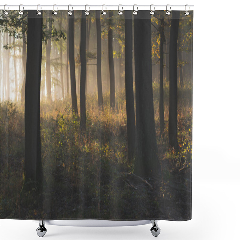 Personality  Forest With Sun Rays Shower Curtains