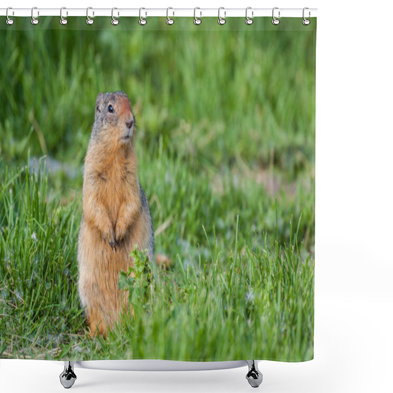 Personality  Columbian Ground Squirrel Shower Curtains