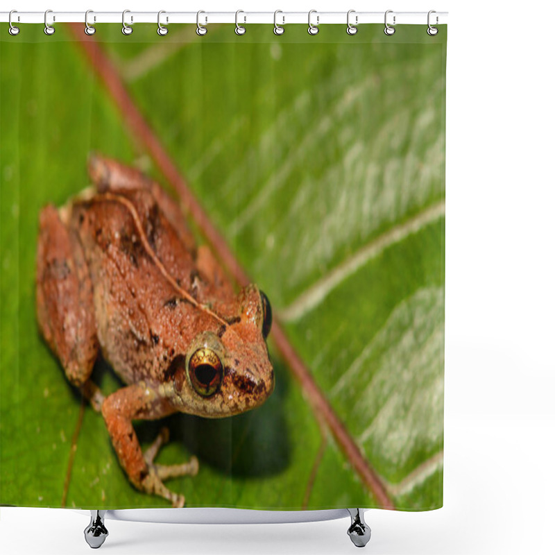 Personality  Lesser Antillean Whistling Frog Shower Curtains