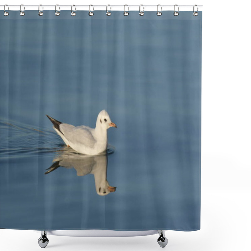 Personality  Black-headed Gull - (Chroicocephalus Ridibundus)  Shower Curtains