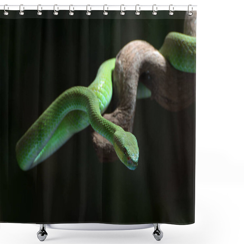 Personality  White-lipped Island Pit Viper In Dark Background Shower Curtains