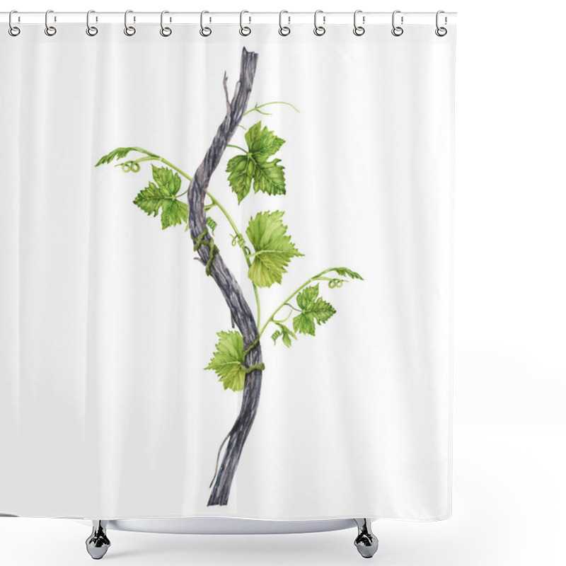 Personality  Grapevine Branch With Green Leaves And Tendrils Isolated On White Background. Hand Drawn Watercolor Illustration. Shower Curtains