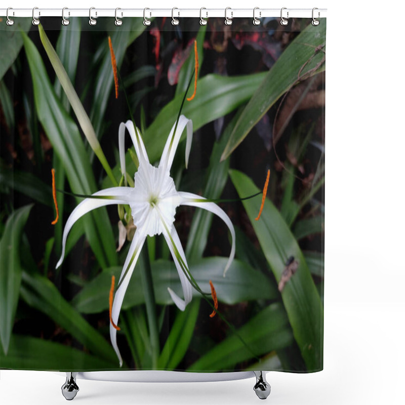 Personality  A Close-up Of A Hymenocallis Littoralis, Or Beach Spider Lily, Reveals Its Star-like Beauty, With Slender White Petals Radiating Outward In An Intricate Design. Shower Curtains