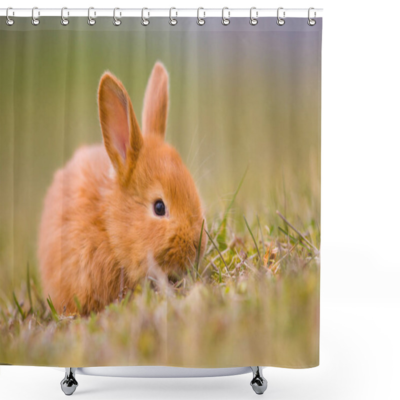 Personality  Easter Is Coming! Small Cute Bunny/hare/rabbit In Green Young Spring Grass, Symbol Of Easter And Spring - New Life Shower Curtains