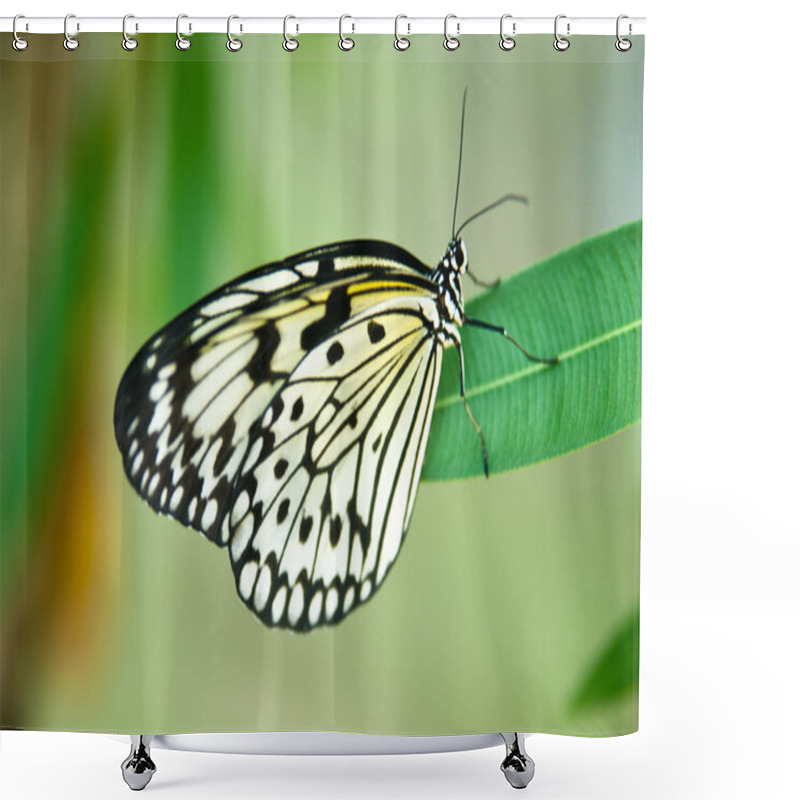 Personality  Rice Paper Butterfly Shower Curtains