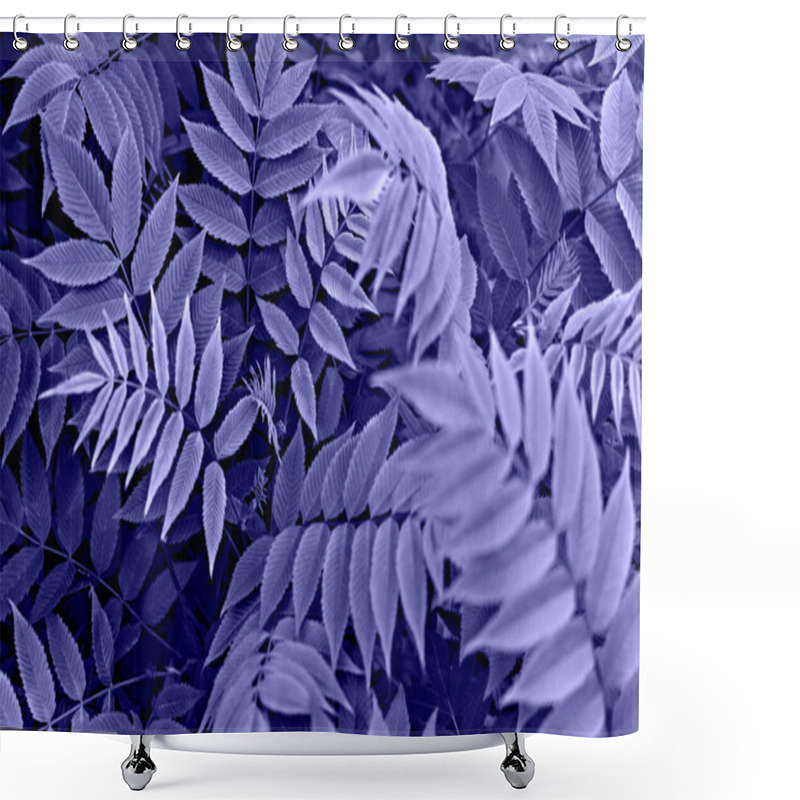 Personality  Purple Violet Plant Background With Blue Leaves Of Rowan Twigs Close-up In Trendy Colors Of The Year 2022 Very Peri Copy Space, Beauty In Nature, Toned, Wallpaper, Selective Focus Shower Curtains