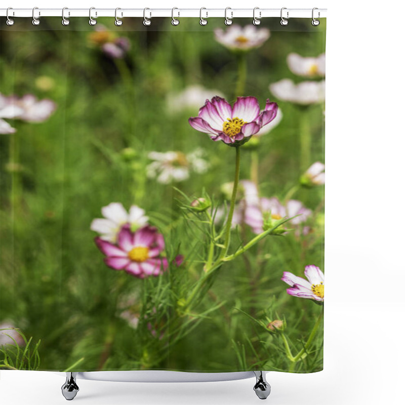 Personality  Scattered Pink Rimmed Cosmos Flowers In Full Bloom With Lush Green Background Shower Curtains