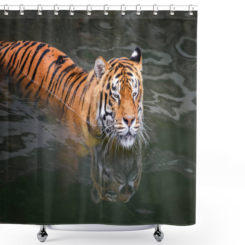 Personality  Tiger Swimming In Water Pond. Wild Animal In The Nature Habitat Shower Curtains