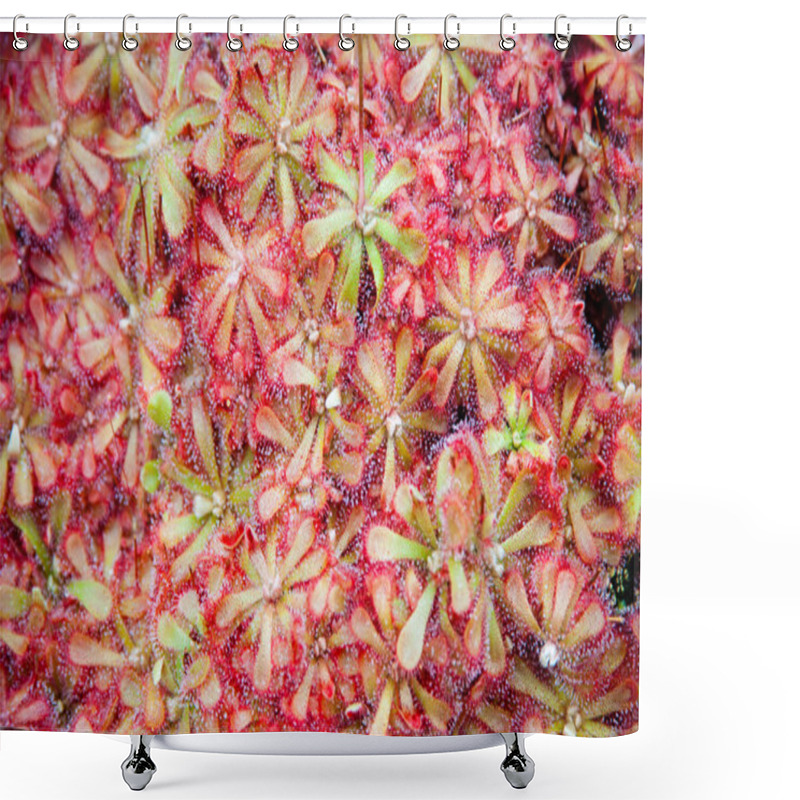 Personality  Sundew Shower Curtains