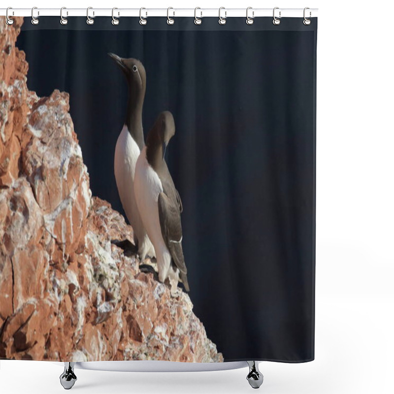 Personality  Common Murre Or Common Guillemot (Uria Aalge)  Island  Heligoland, Germany Shower Curtains