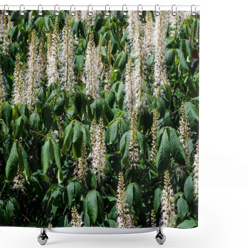 Personality  A Blooming Bush Of Aesculus Parviflora Or Bottlebrush Buckey With Erect Panicle Inflorescences In Summer Shower Curtains