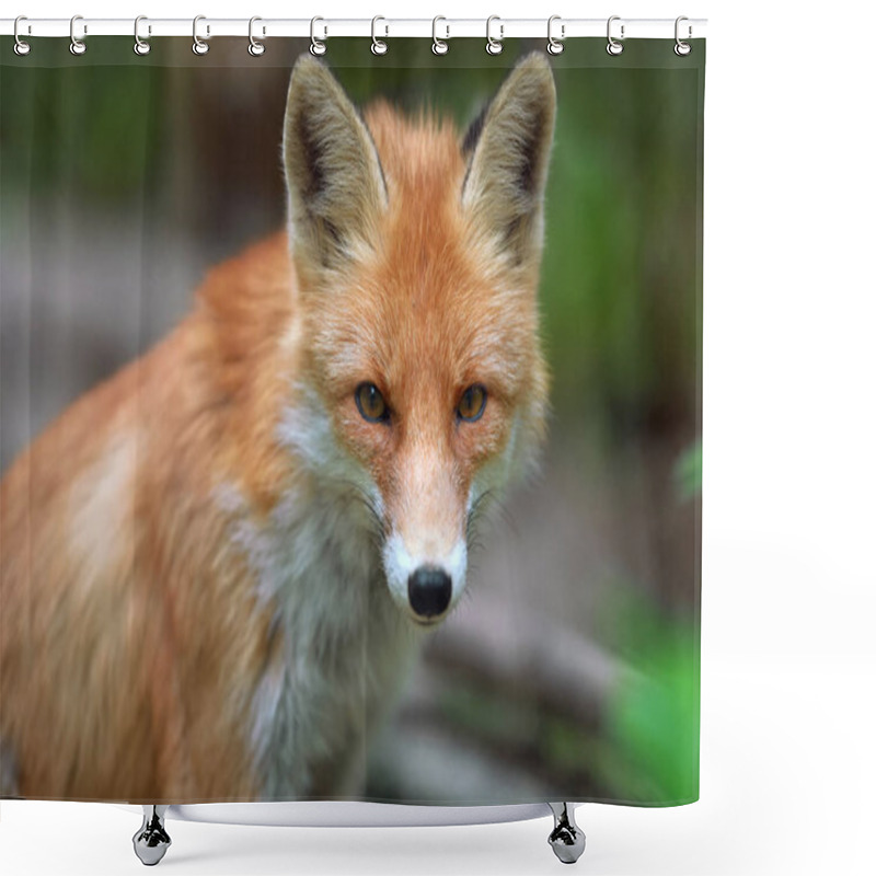 Personality  Portrait Of A Red Fox (Vulpes Vulpes) Shower Curtains