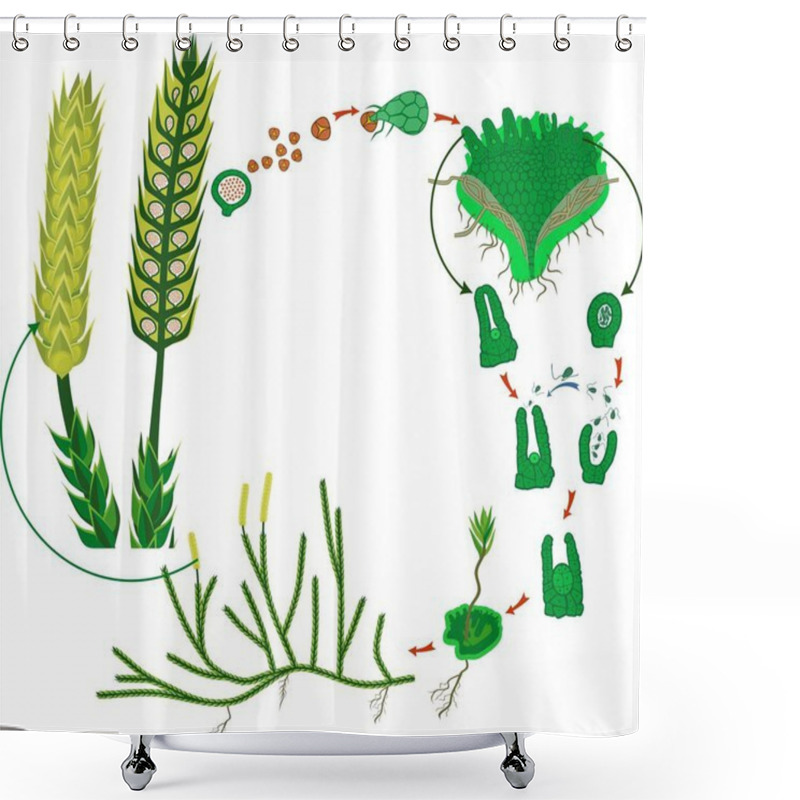 Personality  Clubmoss Life Cycle. Diagram Of Life Cycle Of Lycopodium (Running Clubmoss Or Lycopodium Clavatum) Shower Curtains