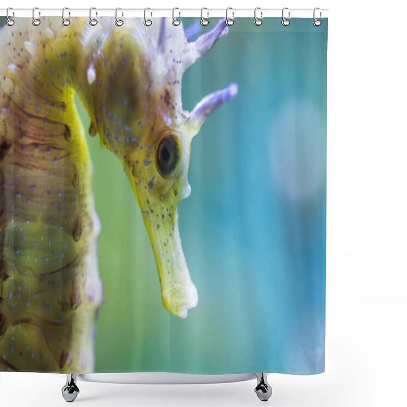 Personality  Hippocampus Guttulatus - Long-Snouted Seahorse- Spiny Seahorse - Syngnathidae Shower Curtains