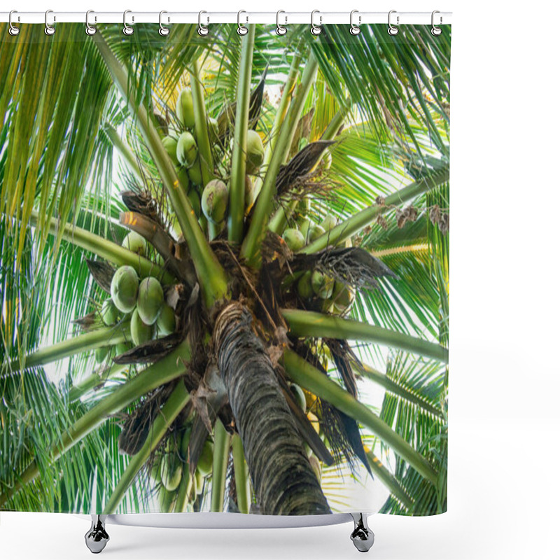 Personality  Coconut Tree And Coconut Fruits Hanging On Tree View From Under Shower Curtains