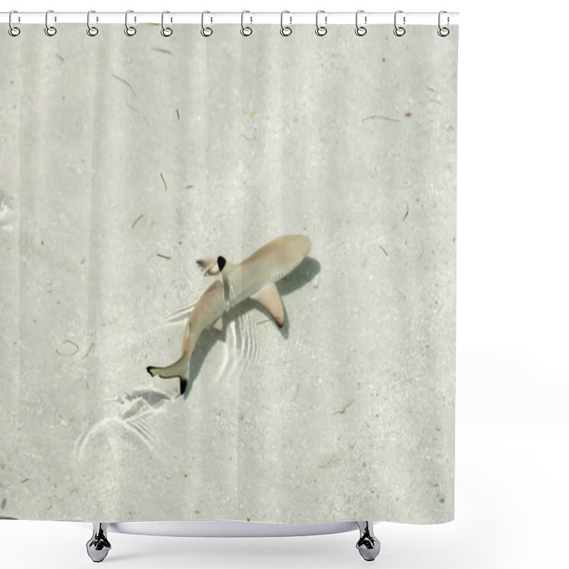 Personality  Baby Black Tip Shark In Pacific Ocean Clear Waters Shower Curtains