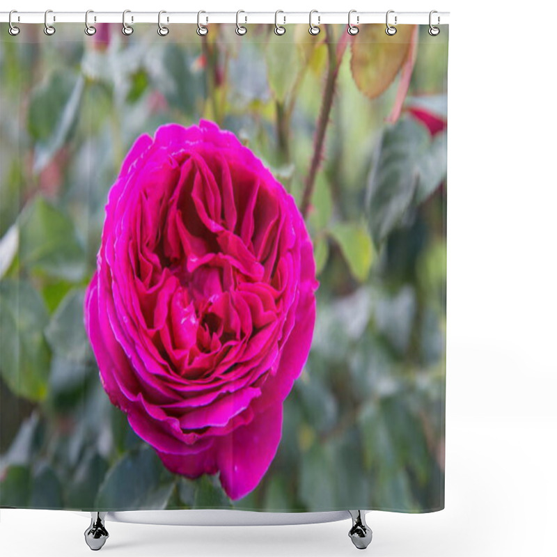 Personality  Blooming Pink English Rose In The Garden On A Sunny Day. David Austin Rose Othello Shower Curtains