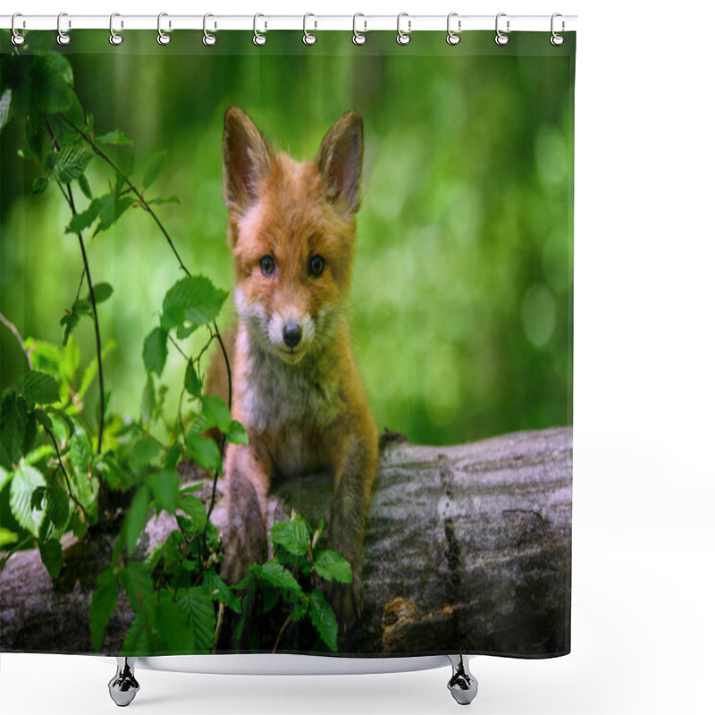 Personality  Red Fox, Vulpes Vulpes, Small Young Cub In Forest On A Tree Trunk. Cute Little Wild Predators In Natural Environment. Wildlife Scene From Nature Shower Curtains