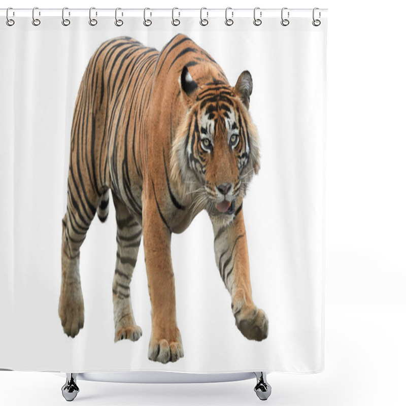 Personality  Male Of Bengal Tiger, Panthera Tigris, Isolated On White BackgroMale Of Bengal Tiger, Panthera Tigris, Isolated On White Background. Tiger From Front View, Staring Directly At Camera. Indian Wildlife, Ranthambore, India.   Shower Curtains