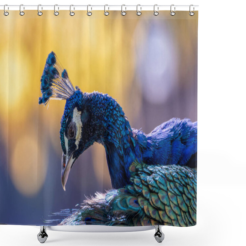 Personality  The Indian Peafowl, A Vibrant Omnivore, Eats Grains, Seeds, And Insects. Photographed In Lush Gardens. Shower Curtains