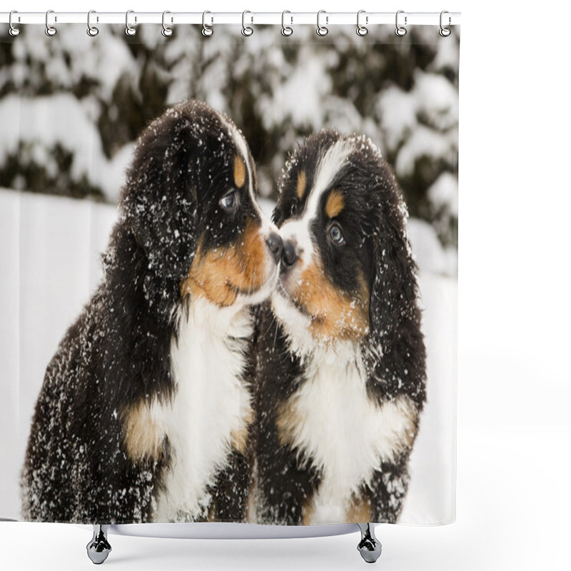 Personality  Bernese Mountain Dog Puppets Sniff Each Others Shower Curtains