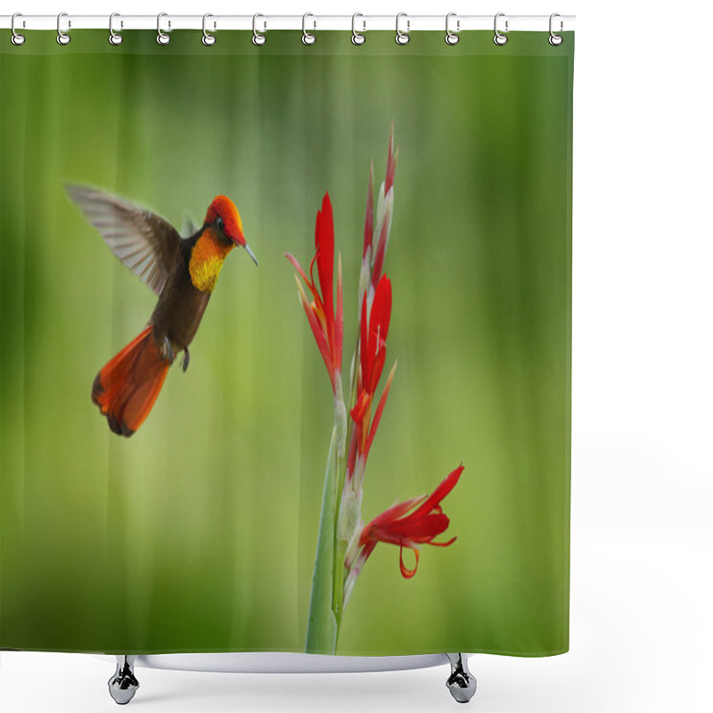 Personality  Red And Yellow Ruby-Topaz Hummingbird Shower Curtains