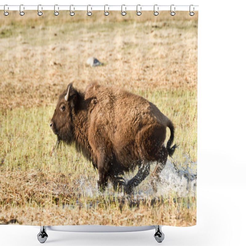 Personality  Charging Bison In Yellowstone Park Shower Curtains