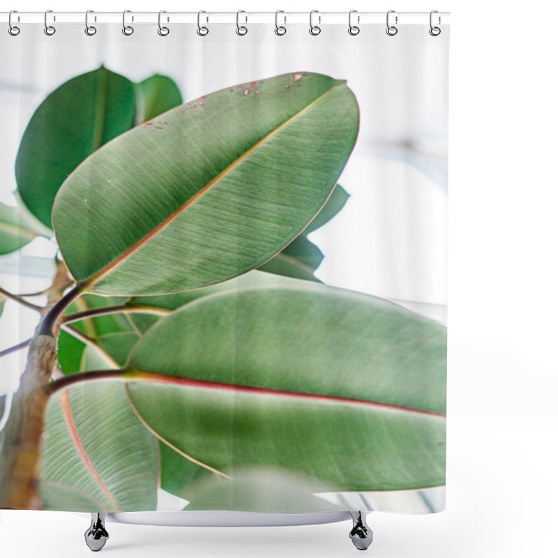 Personality  Large Ficus Leaves On A Light Background. Growing Ficus Shower Curtains