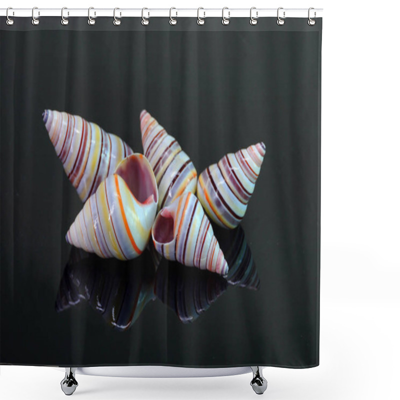 Personality  Candy Cane Snail Isolated On Black Background. Candy Cane Snail (Liguus Virgineus) Is A Species Of Tree-living Snail Native To The Caribbean Island Of Hispaniola In Haiti And The Dominican Republic. Shower Curtains