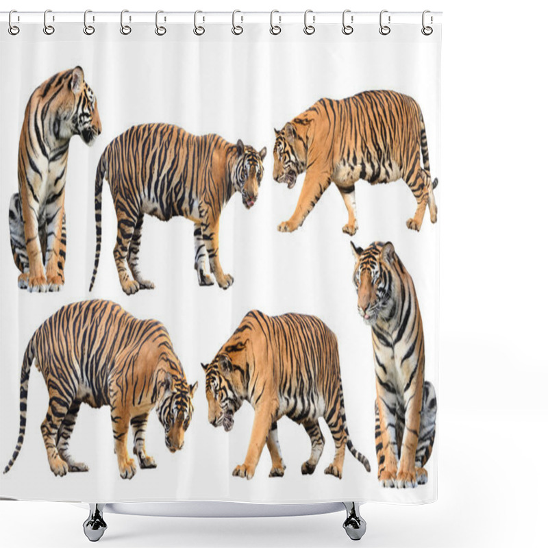 Personality  Bengal Tiger Isolated Collection Shower Curtains