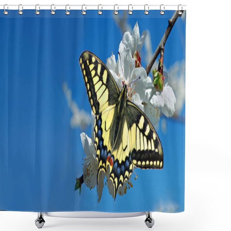 Personality  Swallowtail Butterfly On A Branch Of Blooming Cherry. Blooming Sakura And Butterfly. Spring Background. Flowering Gardens. Copy Space Shower Curtains