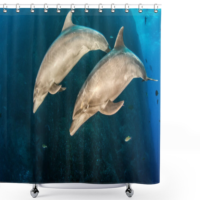 Personality  Bottlenose Dolphin During A Scuba Dive Shower Curtains