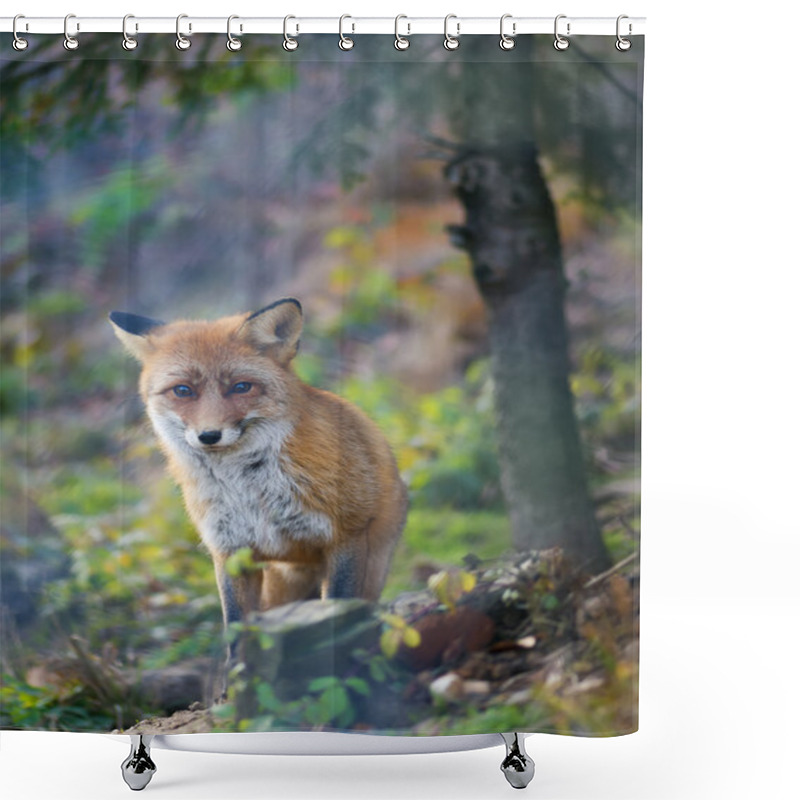 Personality  A Red Fox In The Autumn Forest Shower Curtains