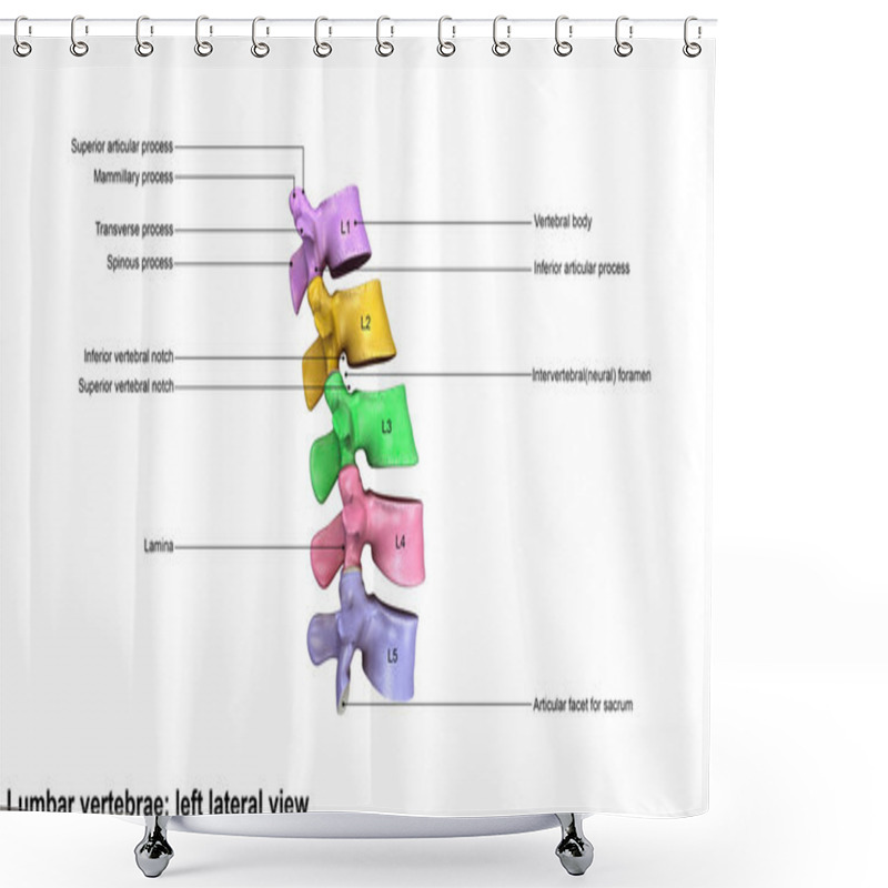 Personality  Human Lumbar Vertebrae Bone Shower Curtains