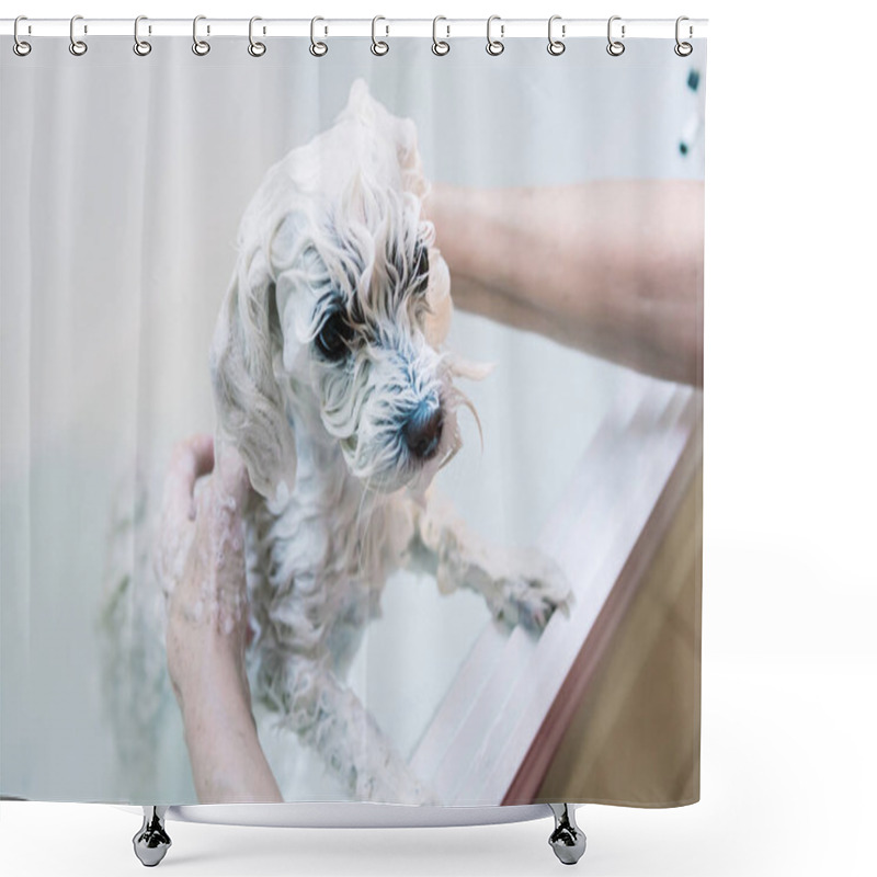 Personality  Woman Taking Care Of Her Little Dog. Washing An Adorable Maltese Under The Shower. Animals Hygiene Concept. Shower Curtains