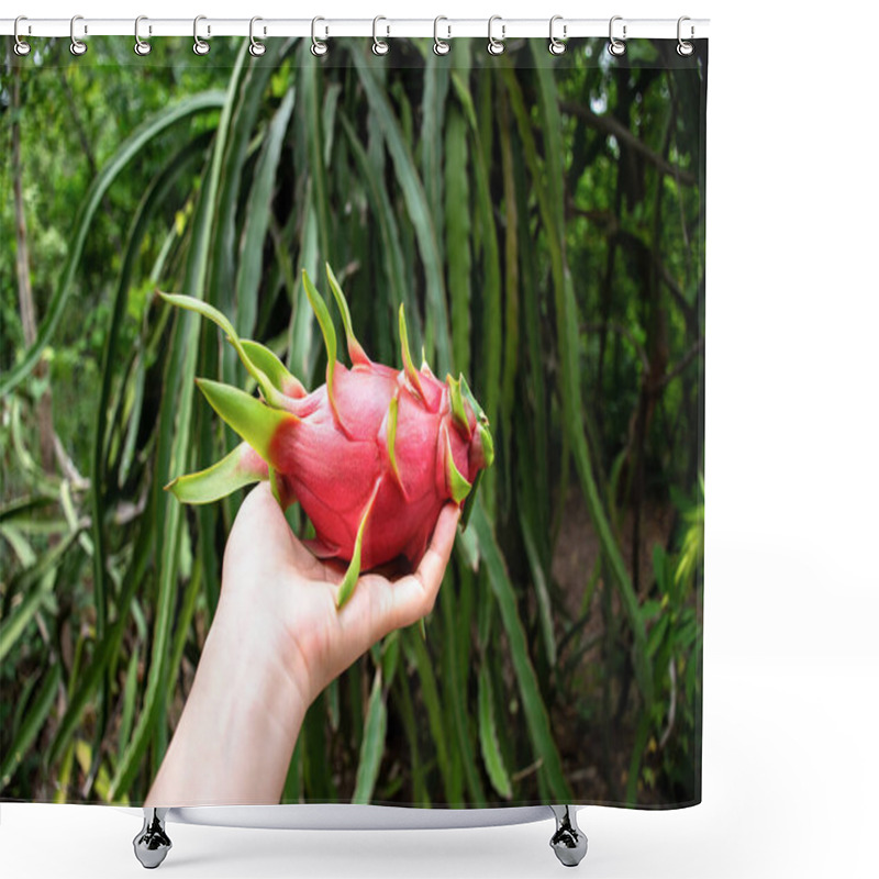 Personality  Women's Hand Holding Dragon Fruit In Garden With Greenery Blurred Background. Shower Curtains