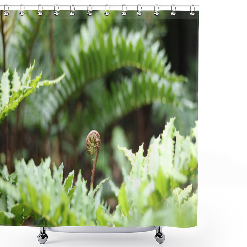 Personality  Young Fern Uncoiling Surrounded By Full Grown Leaves. High Quality Photo Shower Curtains