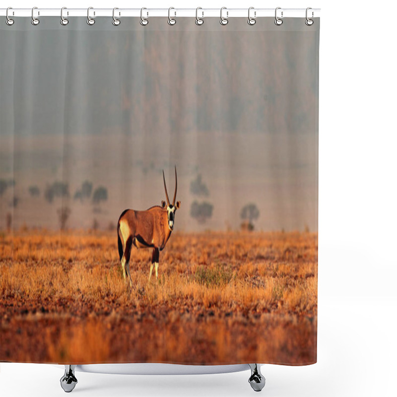 Personality  Oryx Gazella Beautiful Iconic Gemsbok Antelope From Namib Desert, Namibia. Oryx With Orange Evening Sunset. Gemsbock Large Antelope In Nature Habitat, Sossusvlei, Namibia. Wild Desert Animal Shower Curtains