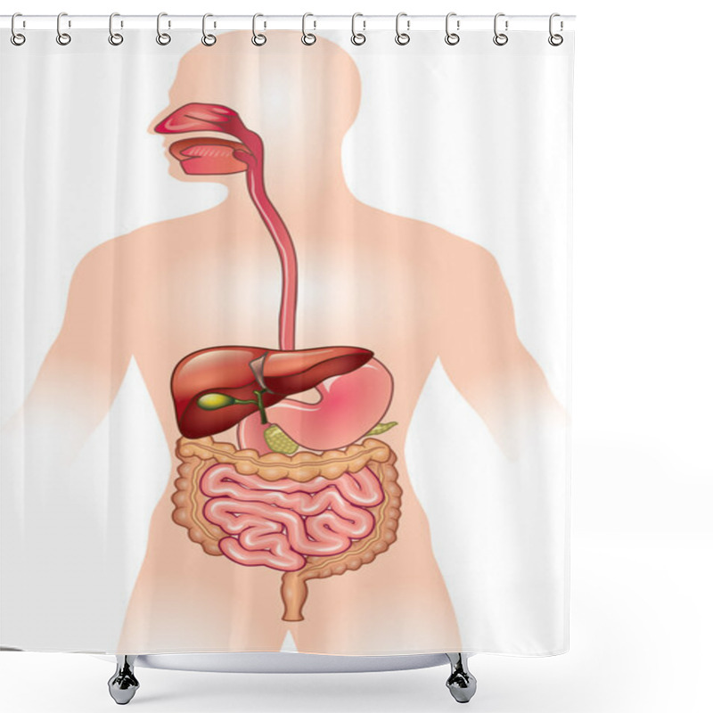 Personality  Human Digestive System Vector Illustration Shower Curtains