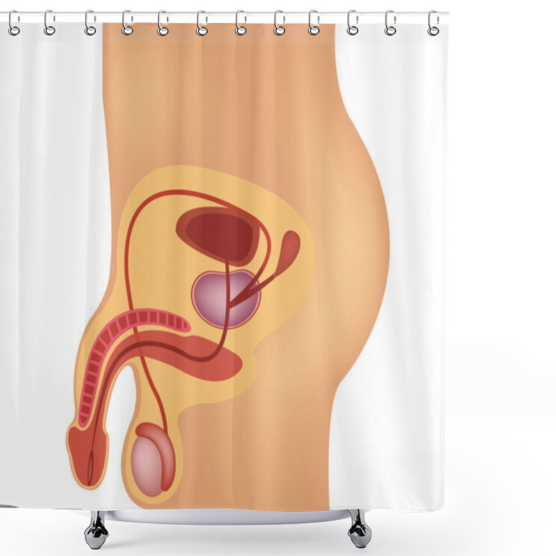 Personality  Male Reproductive System Vector Illustration Shower Curtains