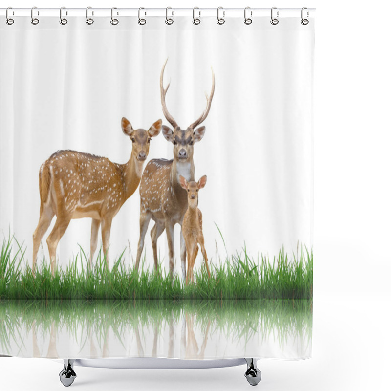 Personality  Axis Deer Isolated On White Background Shower Curtains