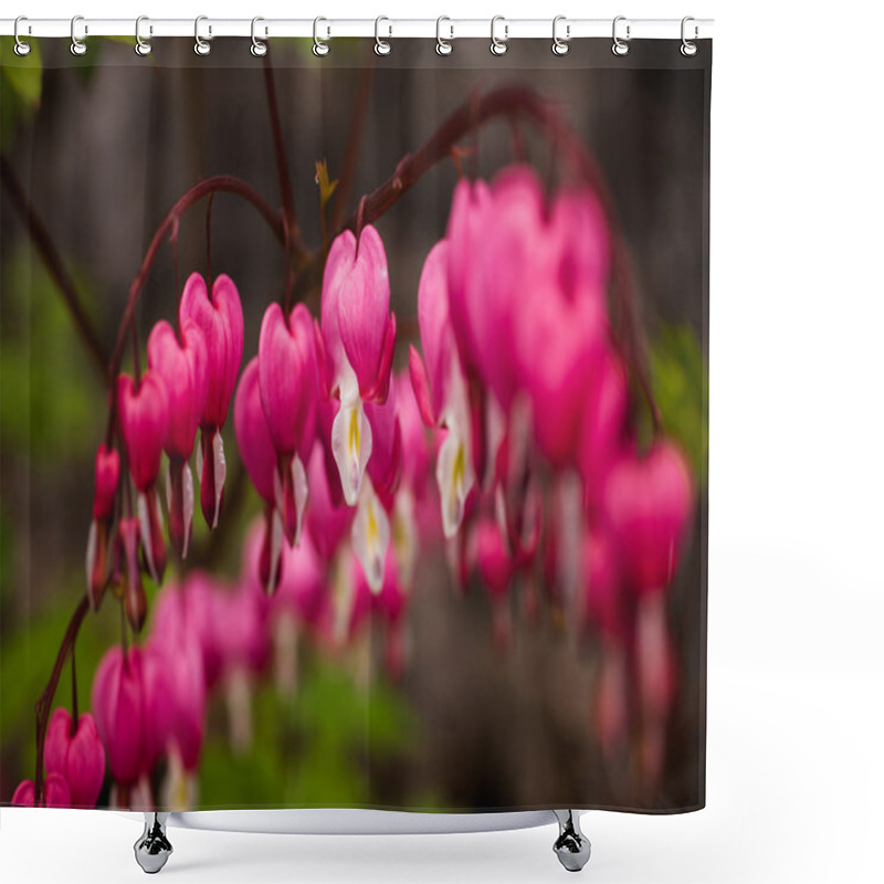 Personality  Bleeding Hearts Pink Flowers Close Up  Shower Curtains