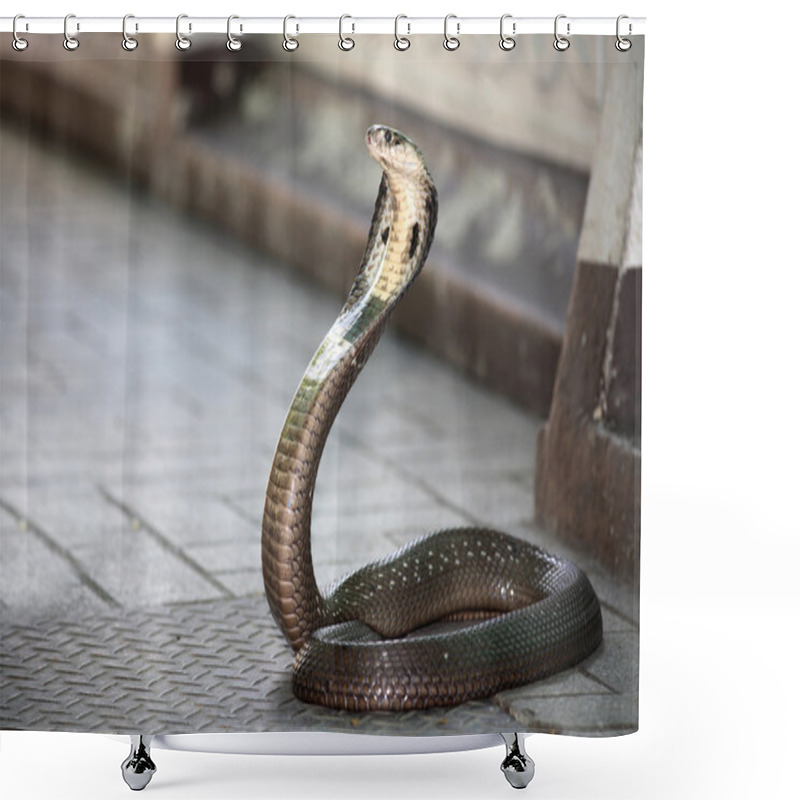 Personality  King Cobra Snake Shower Curtains