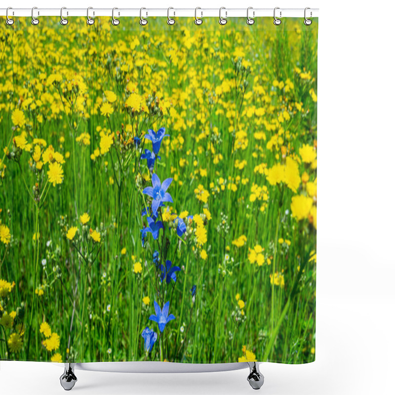 Personality  Australian Bluebell On Yellow Dandelion Flowers Background. Wahlenbergia Gloriosa. Royal Bells Plant. Asteraceae Flowers. Yellow Dandelions On The Field. Beauty Of Nature. Background Image. Shower Curtains