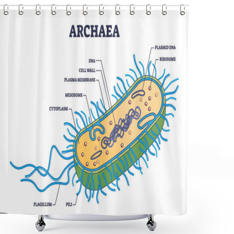 Personality  Archaea Or Archaebacteria Detailed Anatomical Inner Structure Outline Diagram Shower Curtains