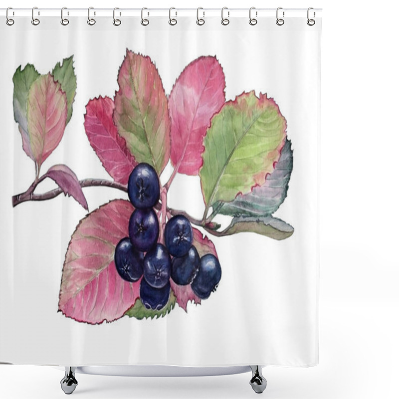 Personality  Watercolor Illustration Of Branch Dark Blue Chokeberries With Leaves For Healthy Life On White  Isolated Background Shower Curtains