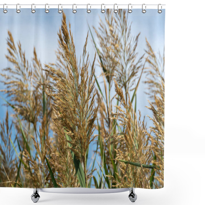 Personality  Close-up Dry Reed Sway Against Blue Sky. Inflorescence And Stalk Cane Blowing In The Wind. View On Brown Bulrush In The Swamp. Nature Outdoors Plants Growing. Shower Curtains