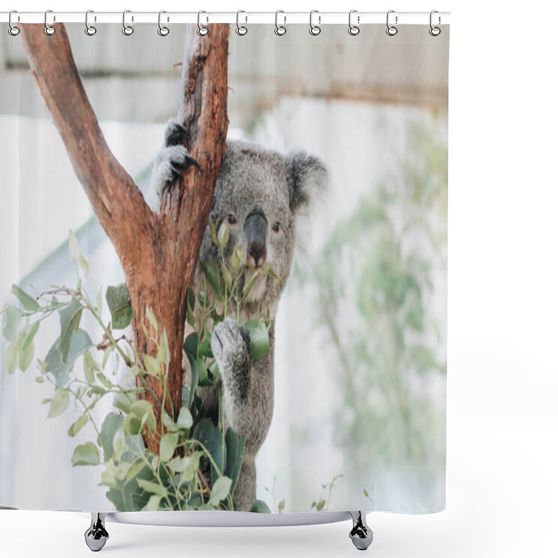 Personality  Close Up Of Koala Bear Relaxing On The Small Tree. Shower Curtains