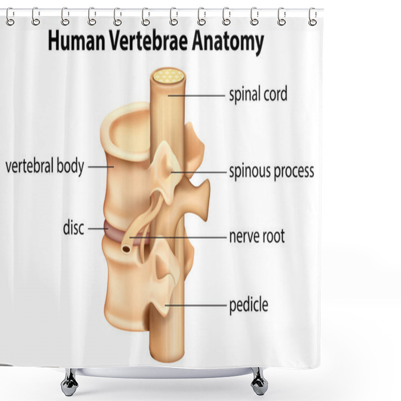 Personality  Human Vertebrae Anatomy Shower Curtains