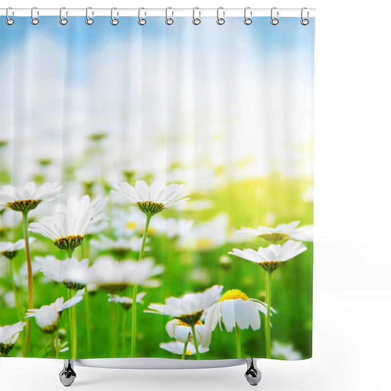 Personality  Spring Field Of Daisies Shower Curtains